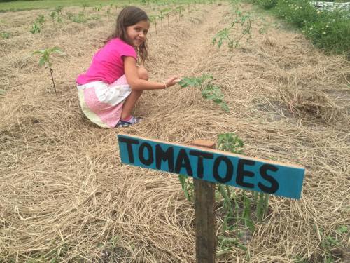 Tomatoes at Children's Garden